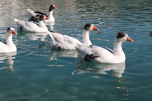 ducks image assets cover (4)
