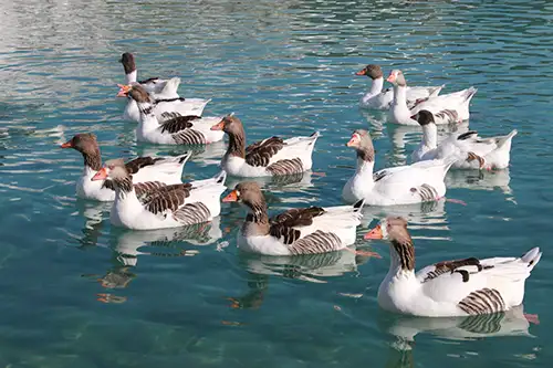 ducks image assets cover (5)