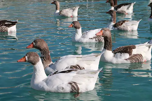 ducks image assets cover (7)