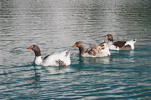 ducks image assets cover (8)