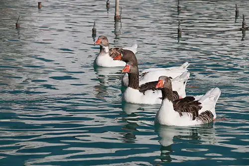 ducks image assets cover (9)
