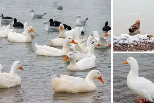 eğirdir lake duck