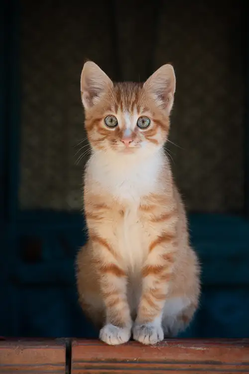 ked (16) 2