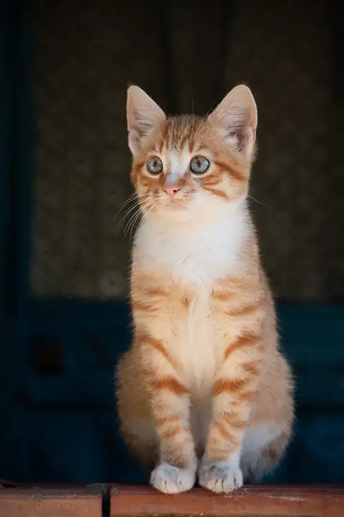 yellow cat image dataset