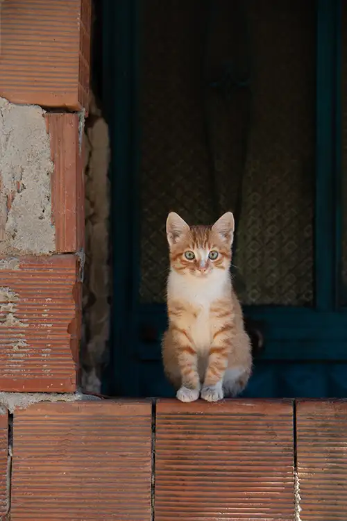 yellow cat image dataset