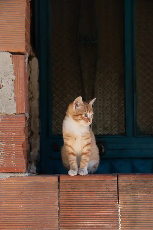 yellow cat image dataset