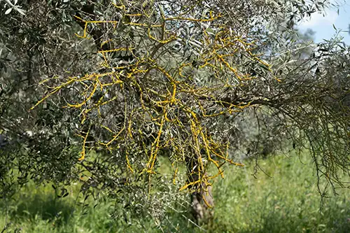 nature (13)