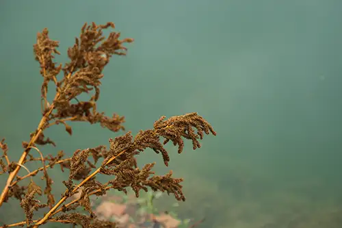 nature (65)