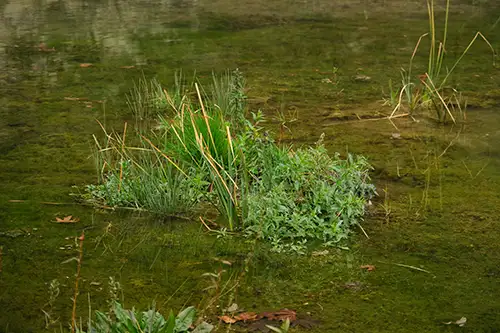 nature (82)
