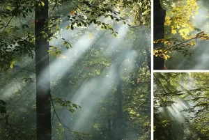 sunlight in the forest imaga dataset