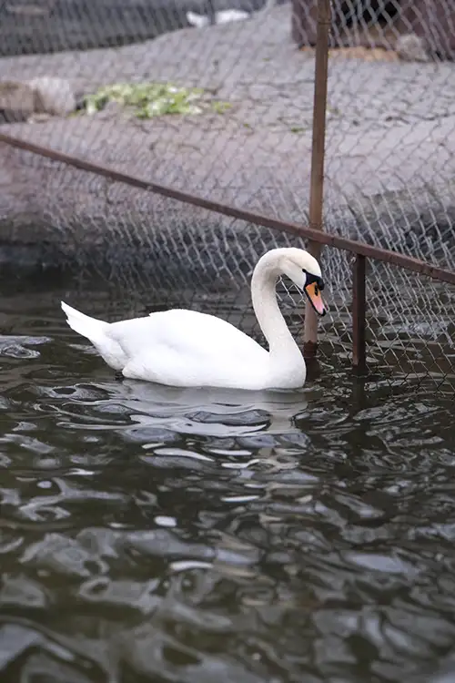 swan (12)