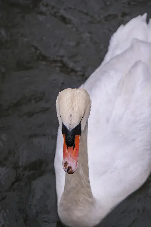 swan (14)