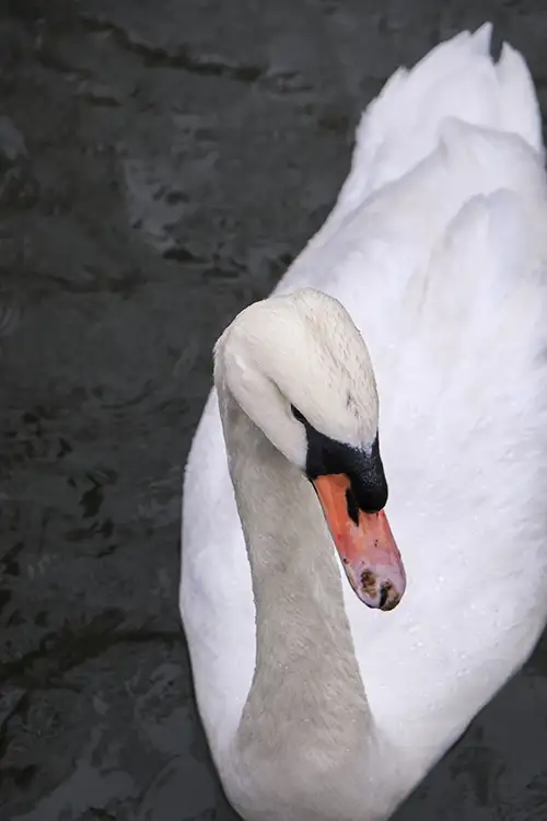 swan (15)