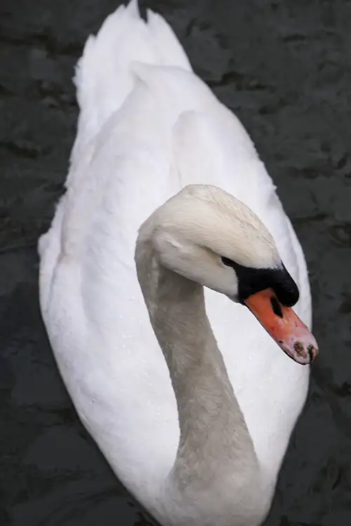 swan (16)