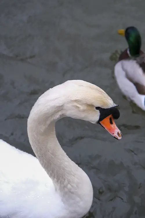swan (17)
