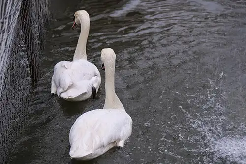 swan (24)
