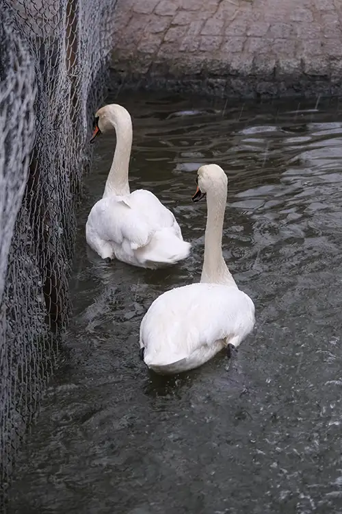 swan (25)