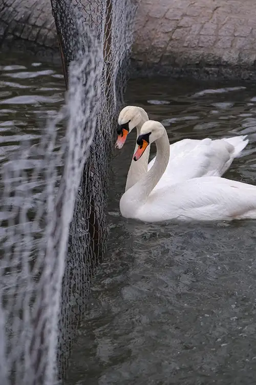 swan (27)