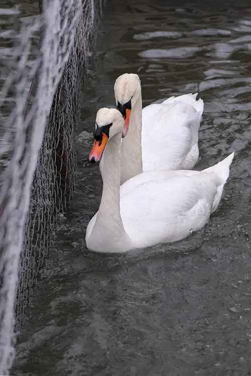 swan (28)