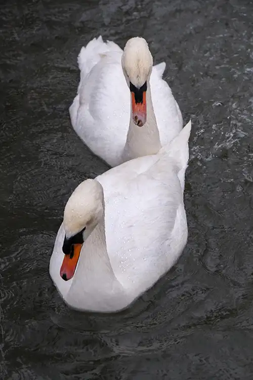 swan (30)