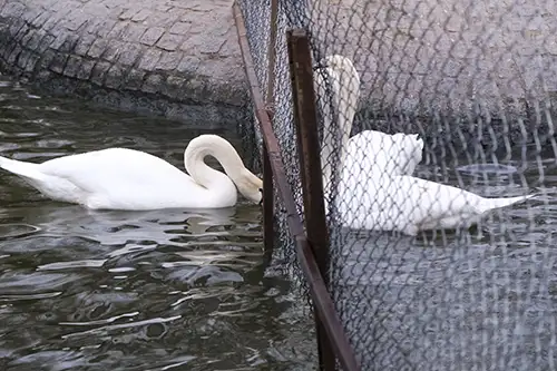 swan (31)