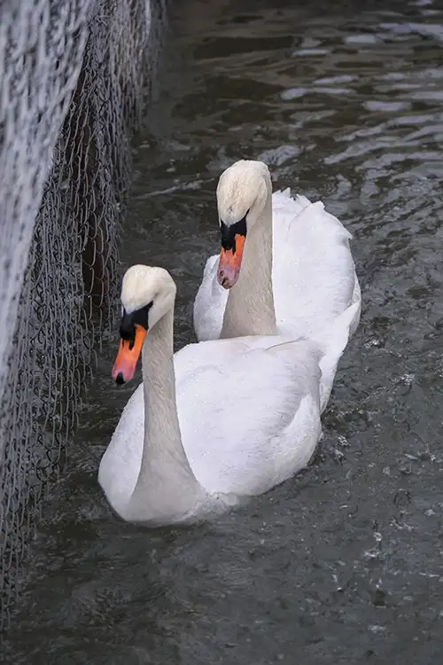 swan (33)