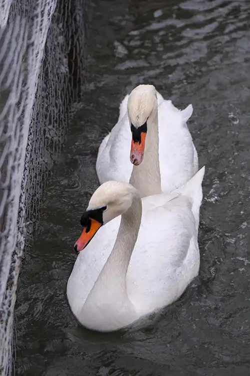 swan (35)