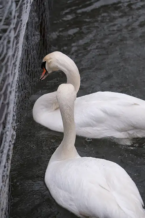 swan (37)
