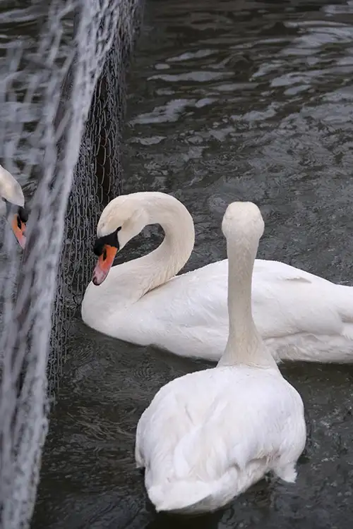 swan (38)