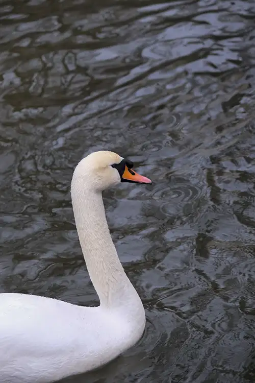 swan (40)