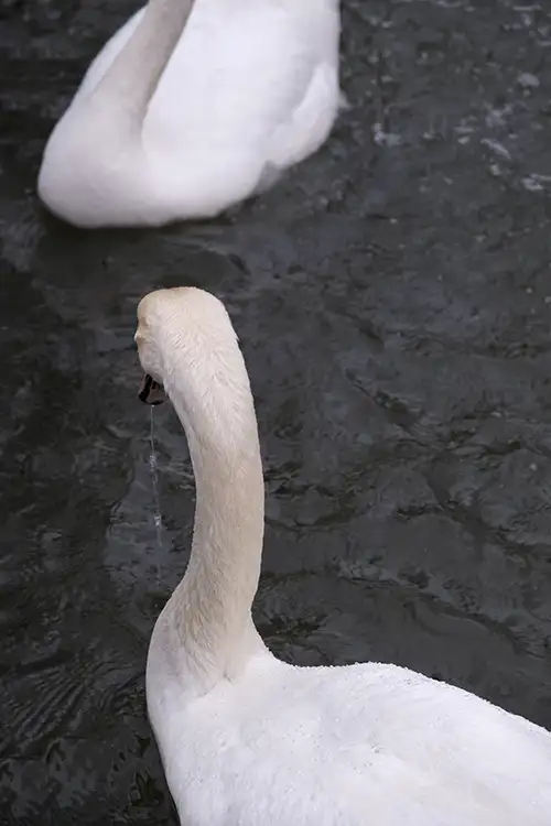 swan (41)