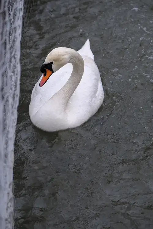 swan (42)