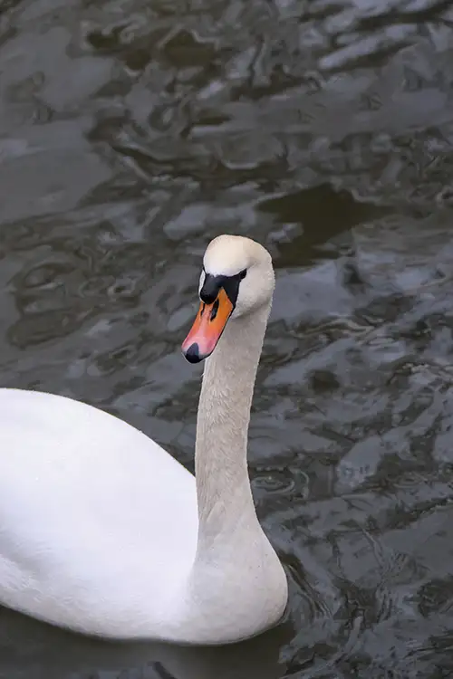 swan (43)