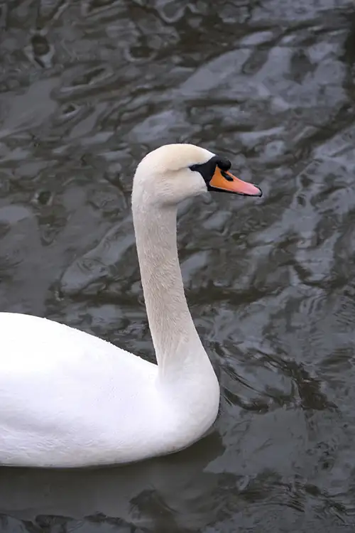 swan (44)