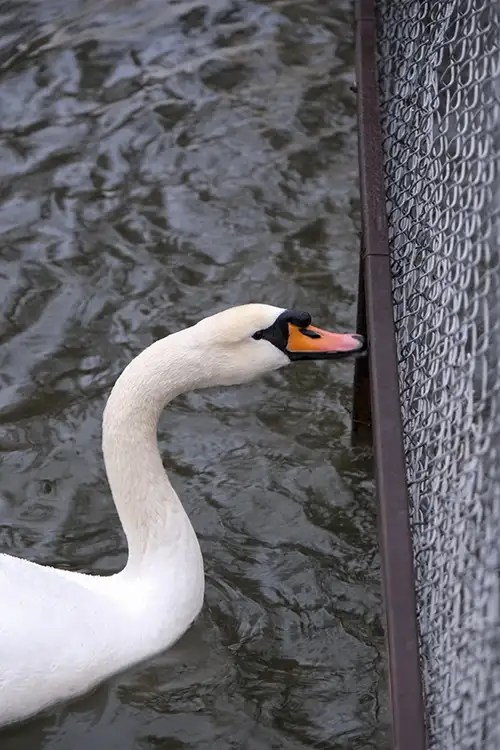 swan (45)