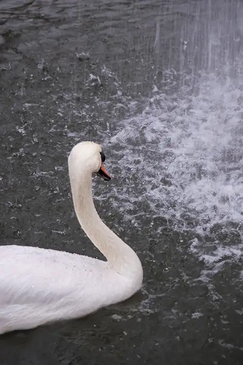 swan (46)