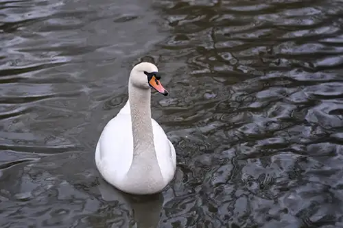 swan (53)