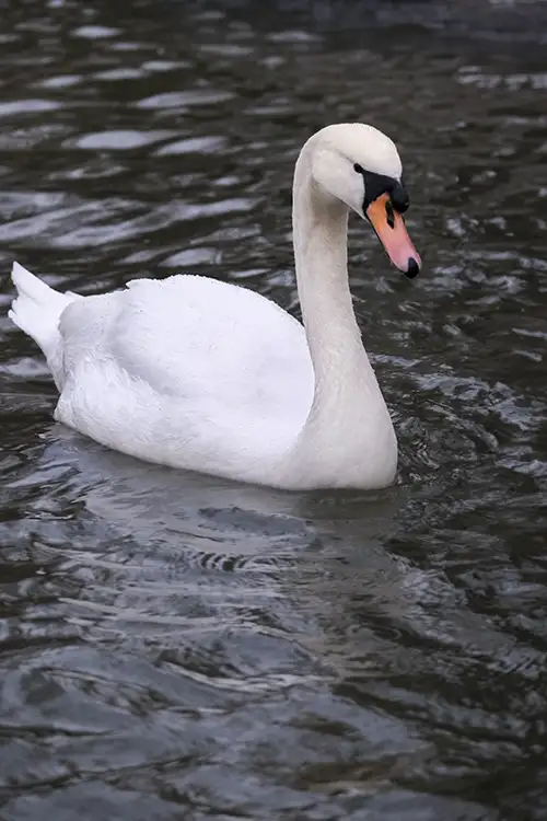 swan (59)