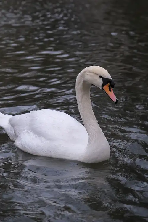 swan (60)