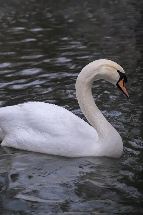 swan (61)
