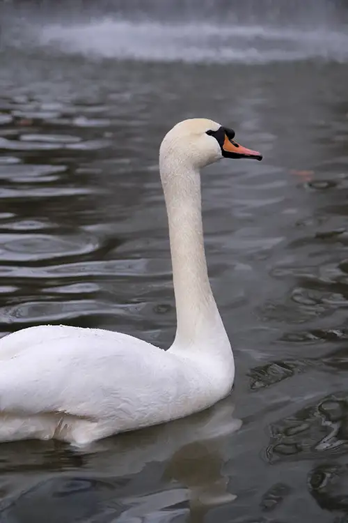 swan (63)
