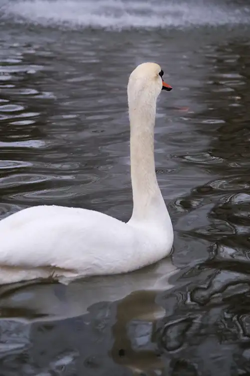 swan (64)