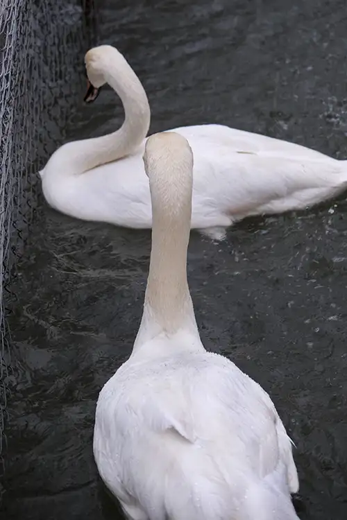swan (65)