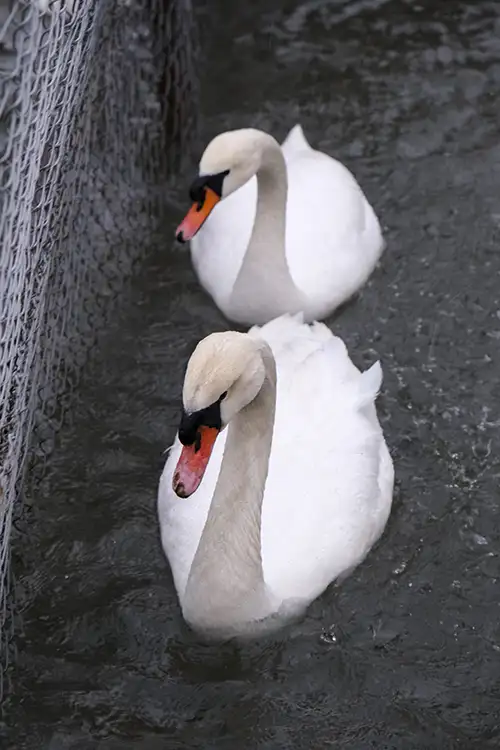 swan (69)