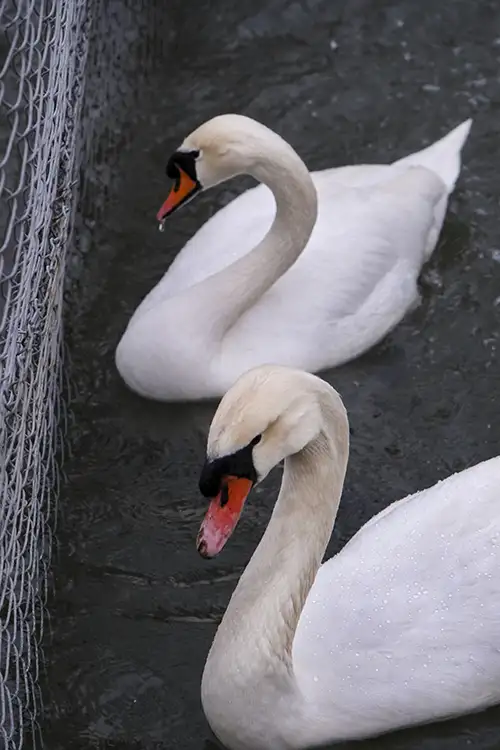 white swan image dataset