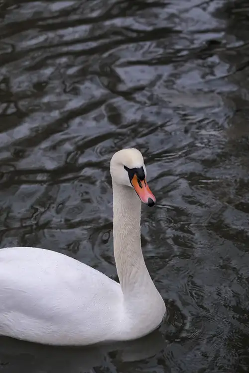 swan (71)