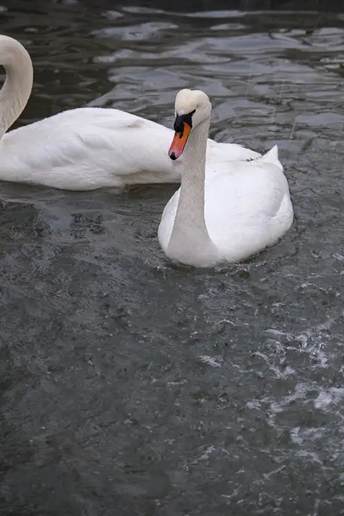 white swan image dataset