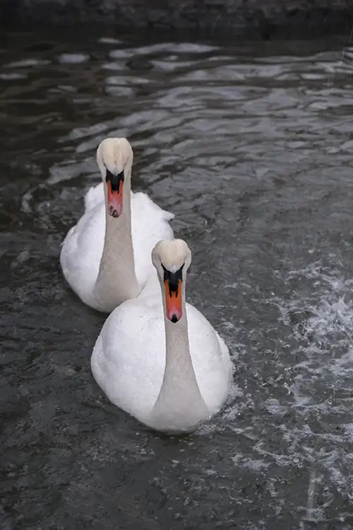 white swan image dataset