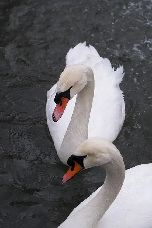 white swan image dataset
