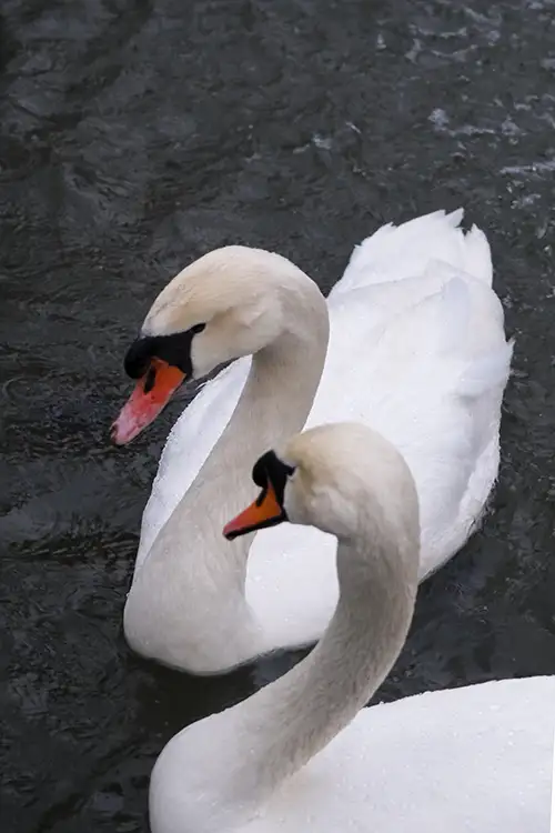 white swan image dataset